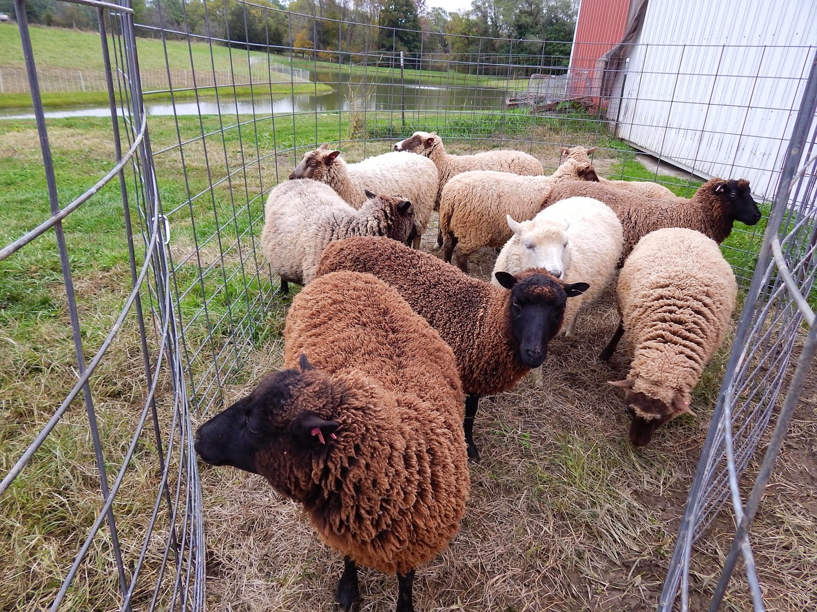 Under The Son Farm Breeding Groups & ewe lambs