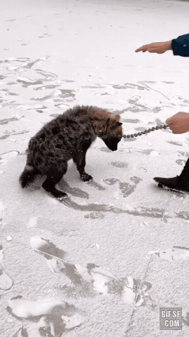 눈을 처음 본 하이에나 | 인스티즈