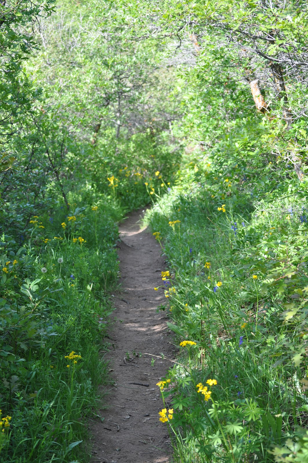 A Not Too Shabby Life a hike at roxborough state park