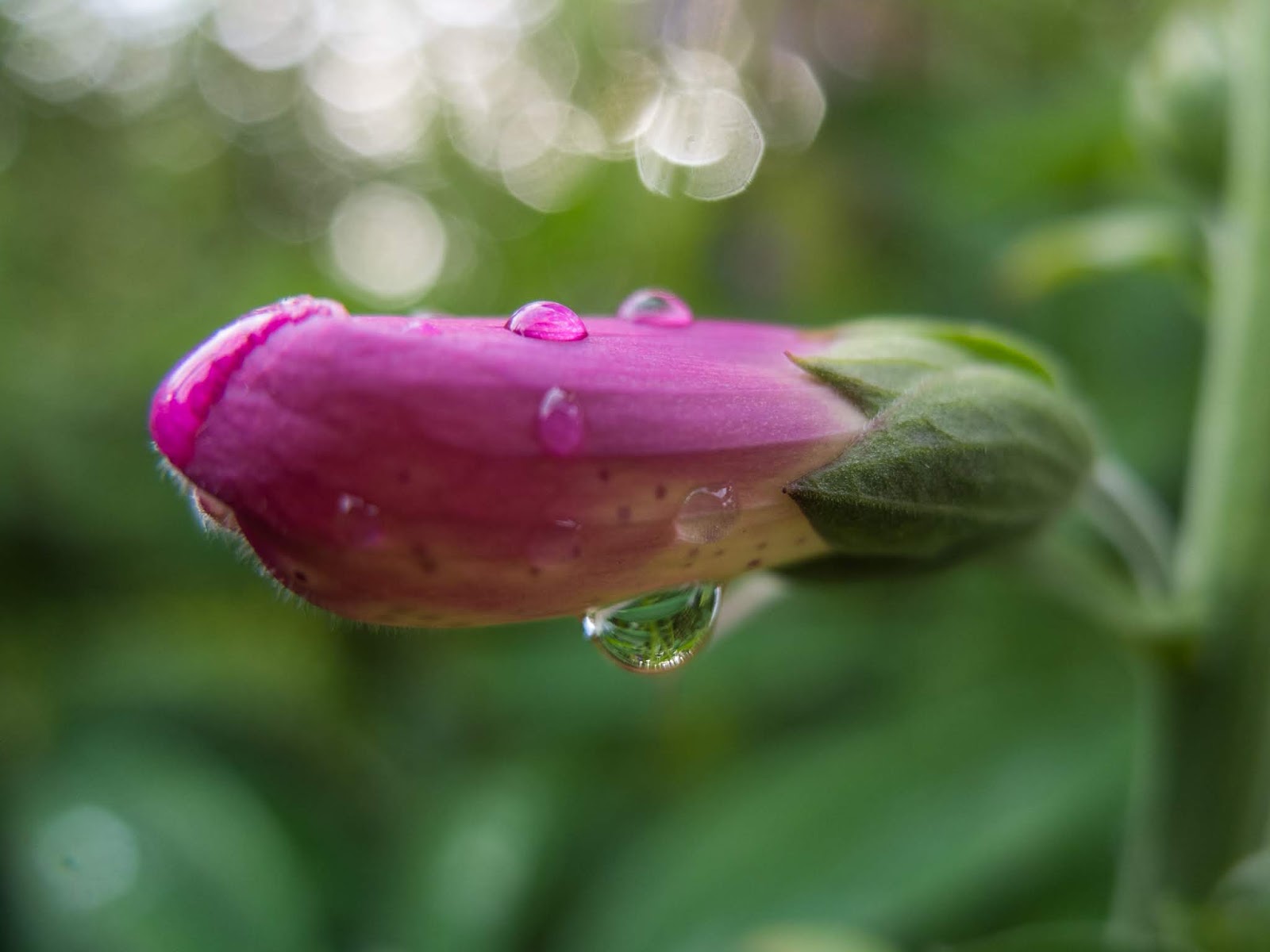 Macro of raindrops on a pink Foxglove flower bud.