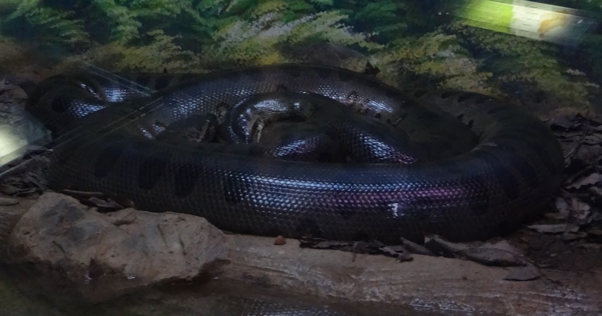 Tudo sobre Cobras: Sucuri