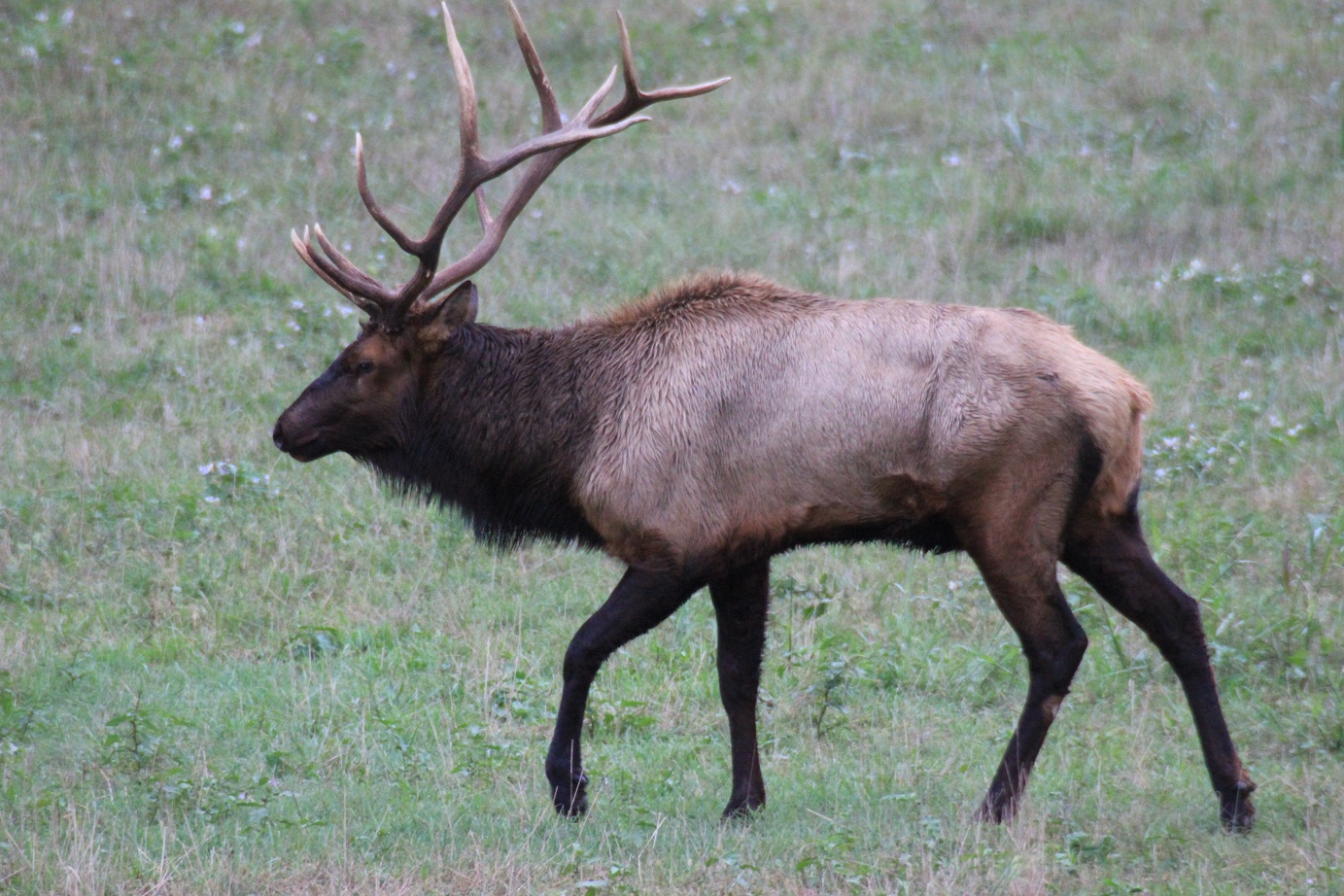 Art of the Day Elk in Arkansas