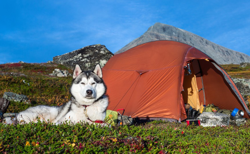 Camping with Dogs - Safety Tips & Essentials | Australian Dog Lover