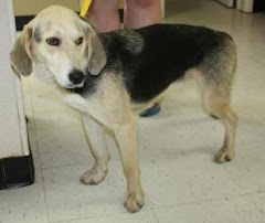 6/18/11Small Shelter Always Full. Cottageville, WV Luke  is  URGENT