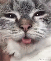 Funny Cat GIF • Cute BLEP. Cat sticking his pink tongue out. He is very serious and patient...