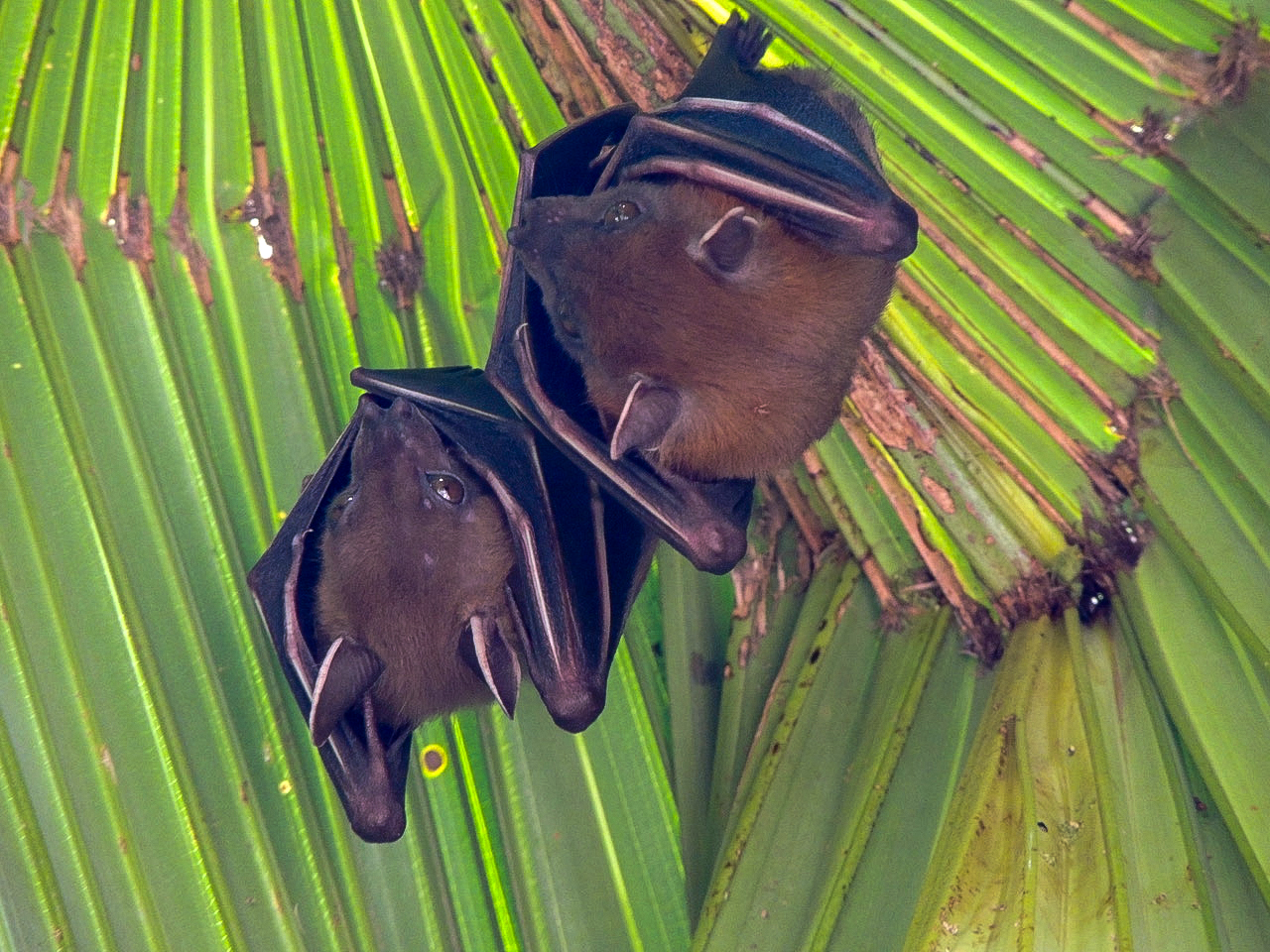 Zoology Jottings Fruit bats in a Hong Kong garden—but what are they?