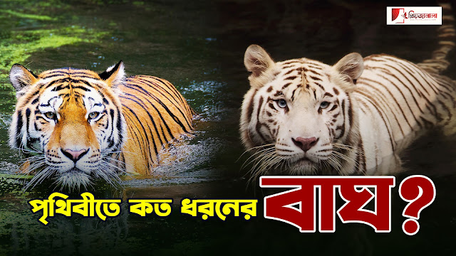 বাঘ - জানুন বাঘ সম্পর্কিত অজানা তথ্য Types of Tiger