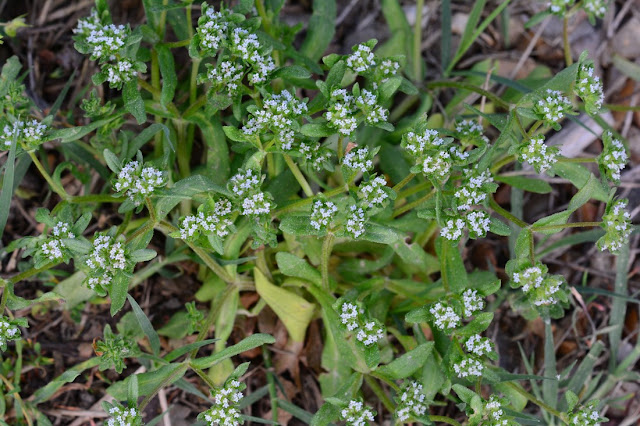 Valerianella locusta Valerianella locusta