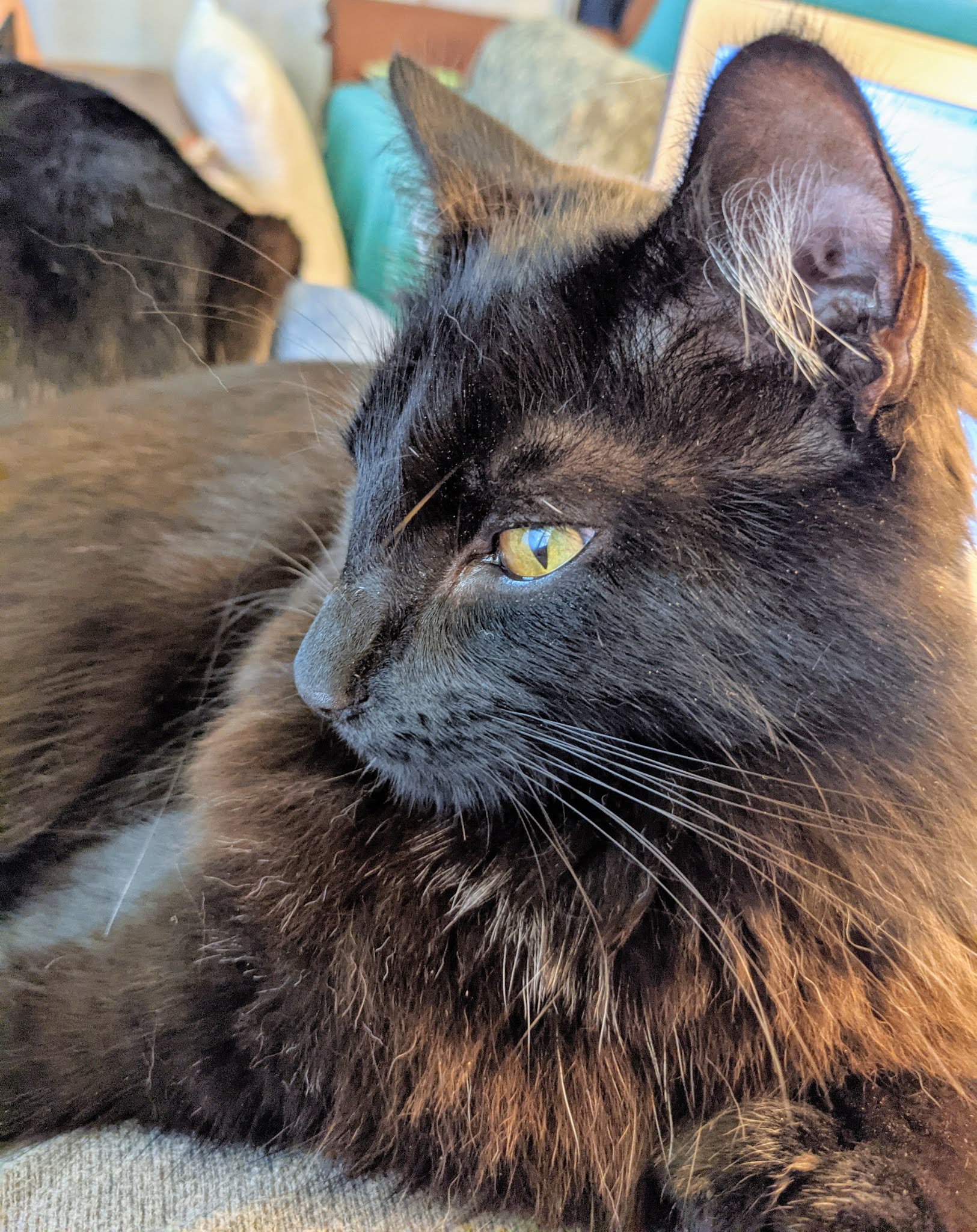 Ct Craigslist Pets Northwest - 4ek6ql6