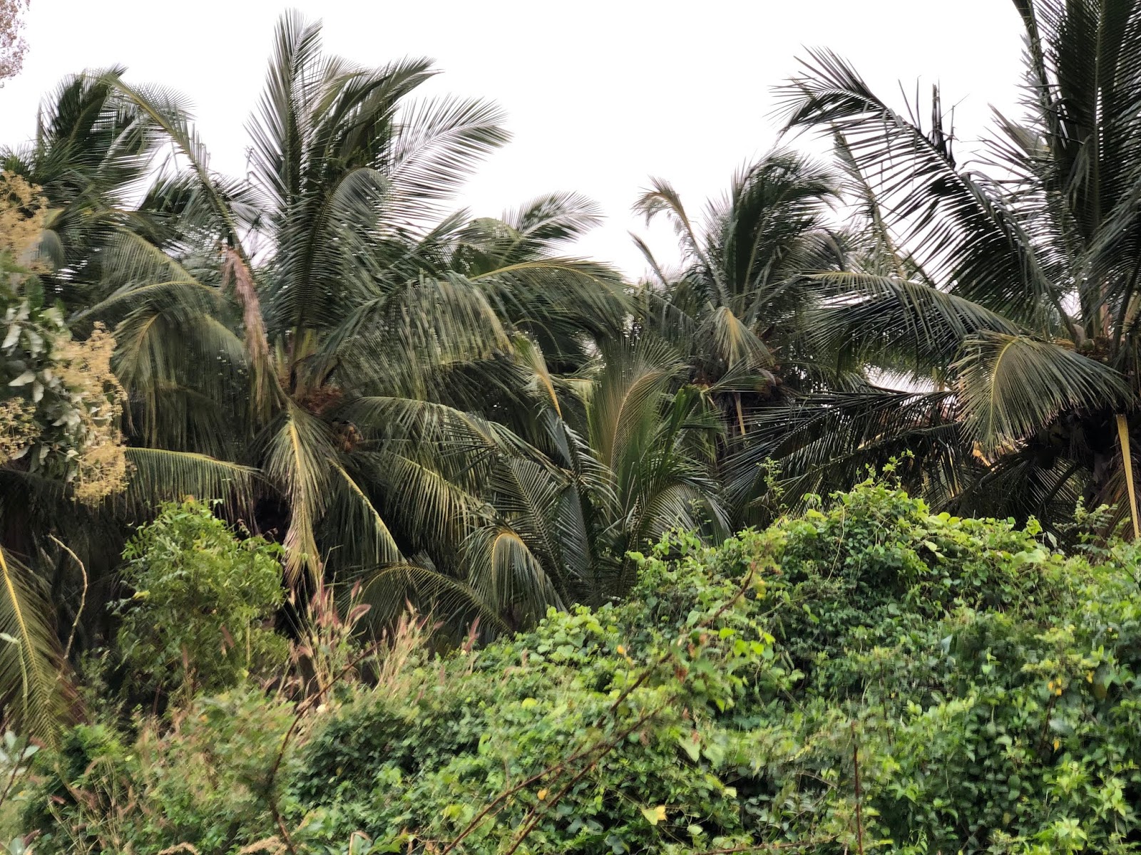AGRI LANDS COCONUT FARM FOR SALE AT NAGERCOIL KANYAKUMARI DIST.