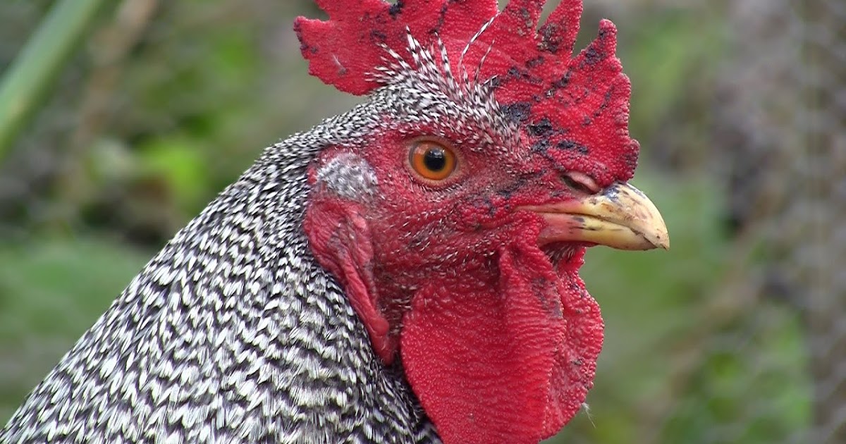 Barred Rock Rooster Temperament, Facts, Size, Weight, Lifespan