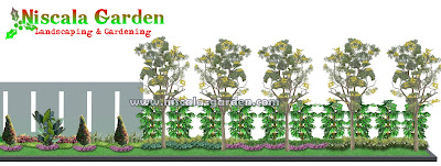 Desain Taman Tropis Modern