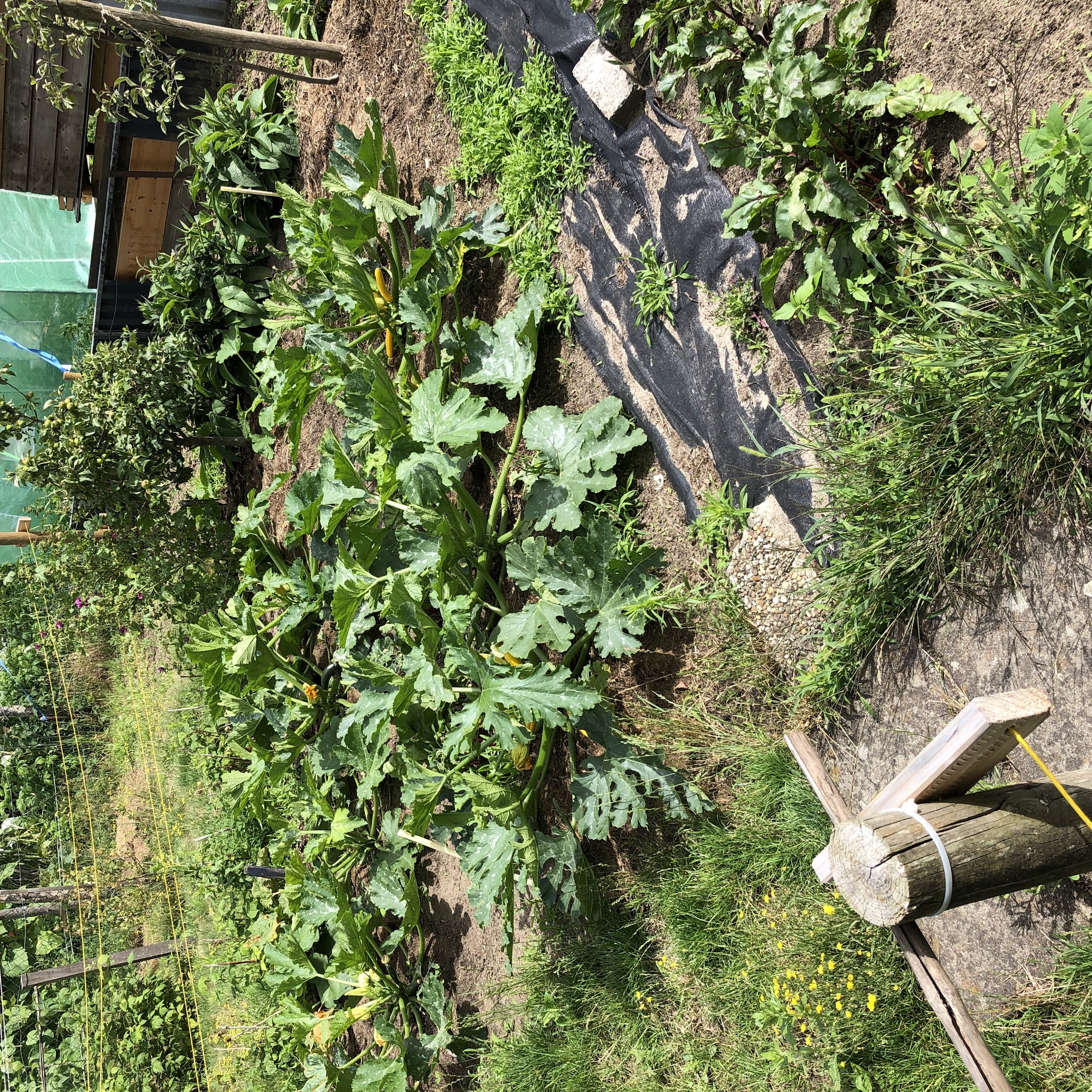 de boon moestuin juli zomer moestuin volkstuin