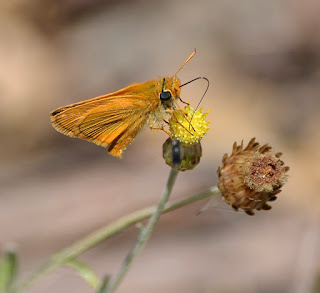 Lulworth Skipper