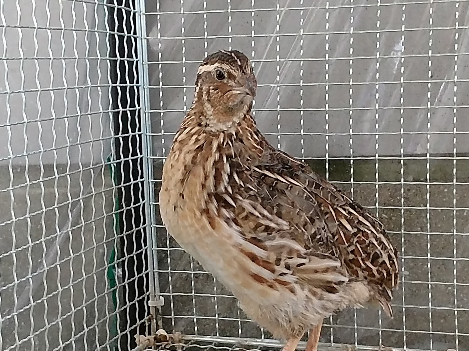 レビューの王子さま レビュー うずらの卵用に自動孵化器を買ってみた 心構え編