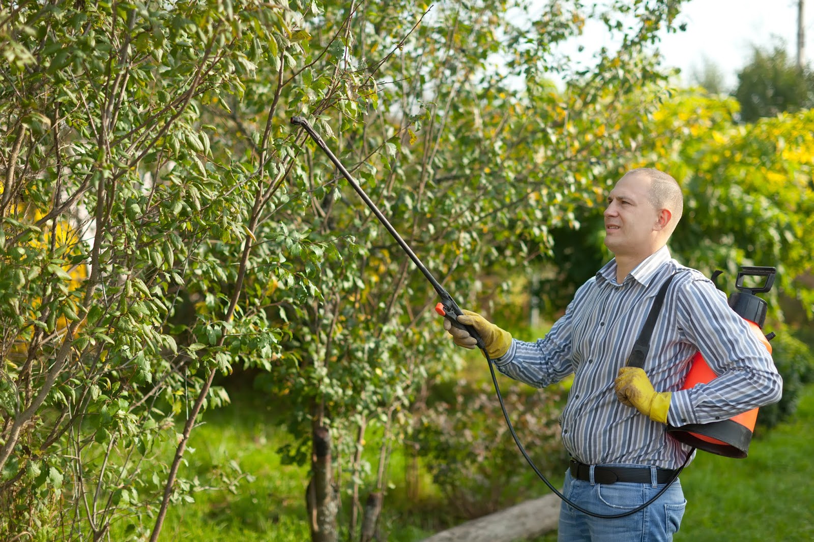 Comment bien utiliser la bouillie bordelaise ? - Gamm vert