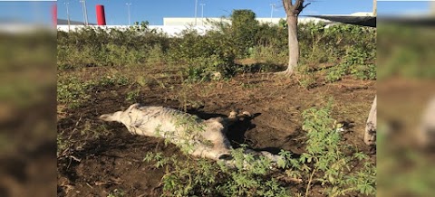 Fiscalização de denúncia de maus-tratos 