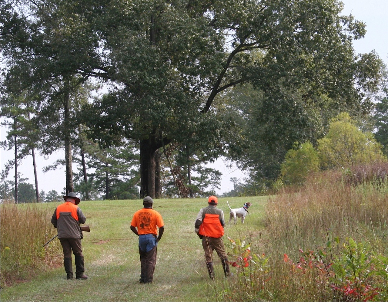 Lowcountry outdoors Shenandoah Plantation Quail Hunt in Black Belt of