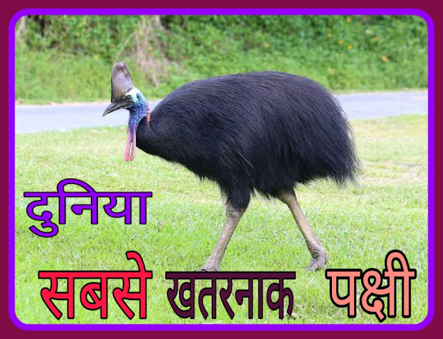 Cassowary Bird Facts In Hindi