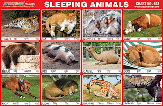 Sleeping Animals Chart