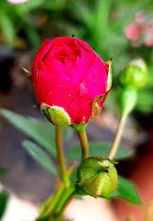 rose image