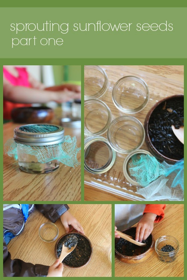 scrumdillydo! sprouting sunflower seeds part 1