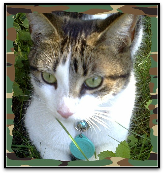 The Auntie Times Wanted! Cats who eat Rats.