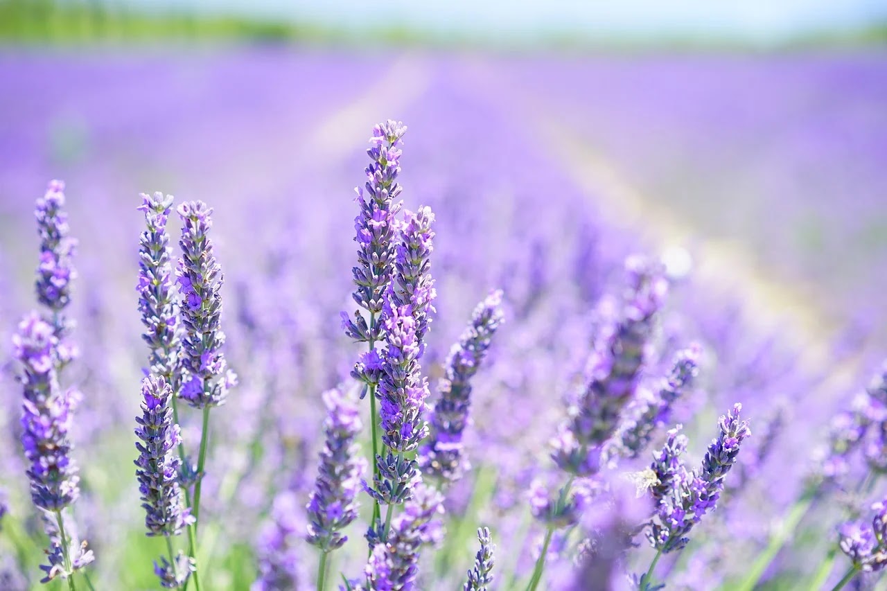 Herbs for anxiety Lavenders