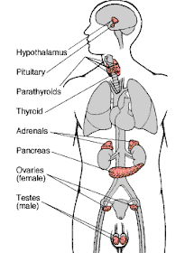 Astridestella.info: ANATOMY AND PHYSIOLOGY FOR BEGINNERS "THE ENDOCRINE