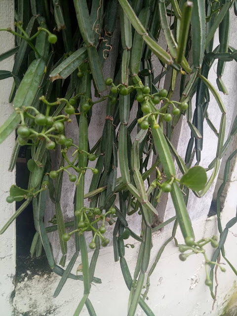 Cissus quadrangularis