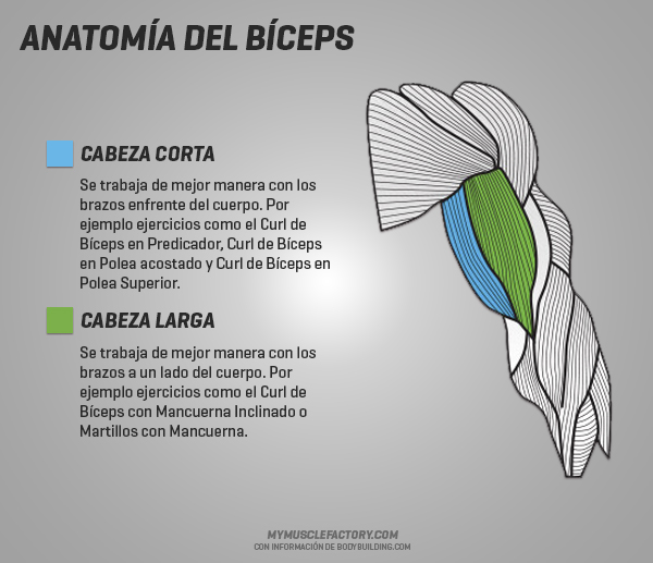 6 maneras para desarrollar tu bíceps Bestias del Gym