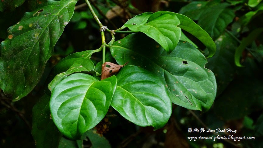 馬來西亞熱帶雨林: 2013.06