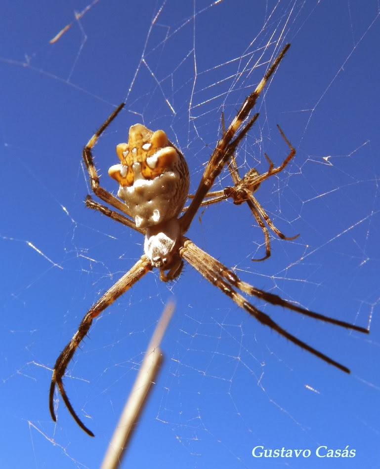 ARACNIDOS Argiope argentata.