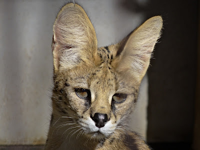 多摩動物公園のサーバル