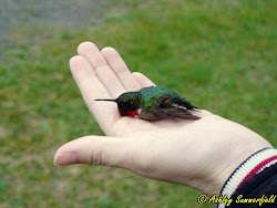 throated ruby hummingbirds birds hummingbird ash few fly crying sound pitiful doors bordering surreal weigh nothing less than