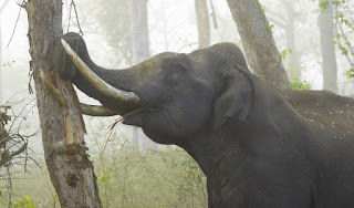 Asya fili bir ağacın kabuklarını fildişleri ile soyarken.