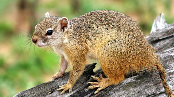 What Do Ground Squirrels Eat