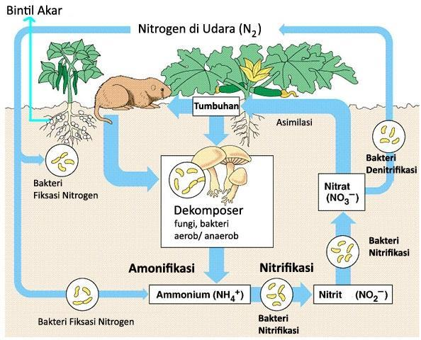 Gambar  Siklus nitrogen