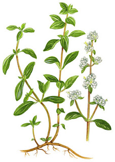 Medicinal Herb: Marjoram. Primarily for -cold symptoms, cough, digestive ailments, lack of appetite, gas, and menopausal symptoms. 31Daily.com 