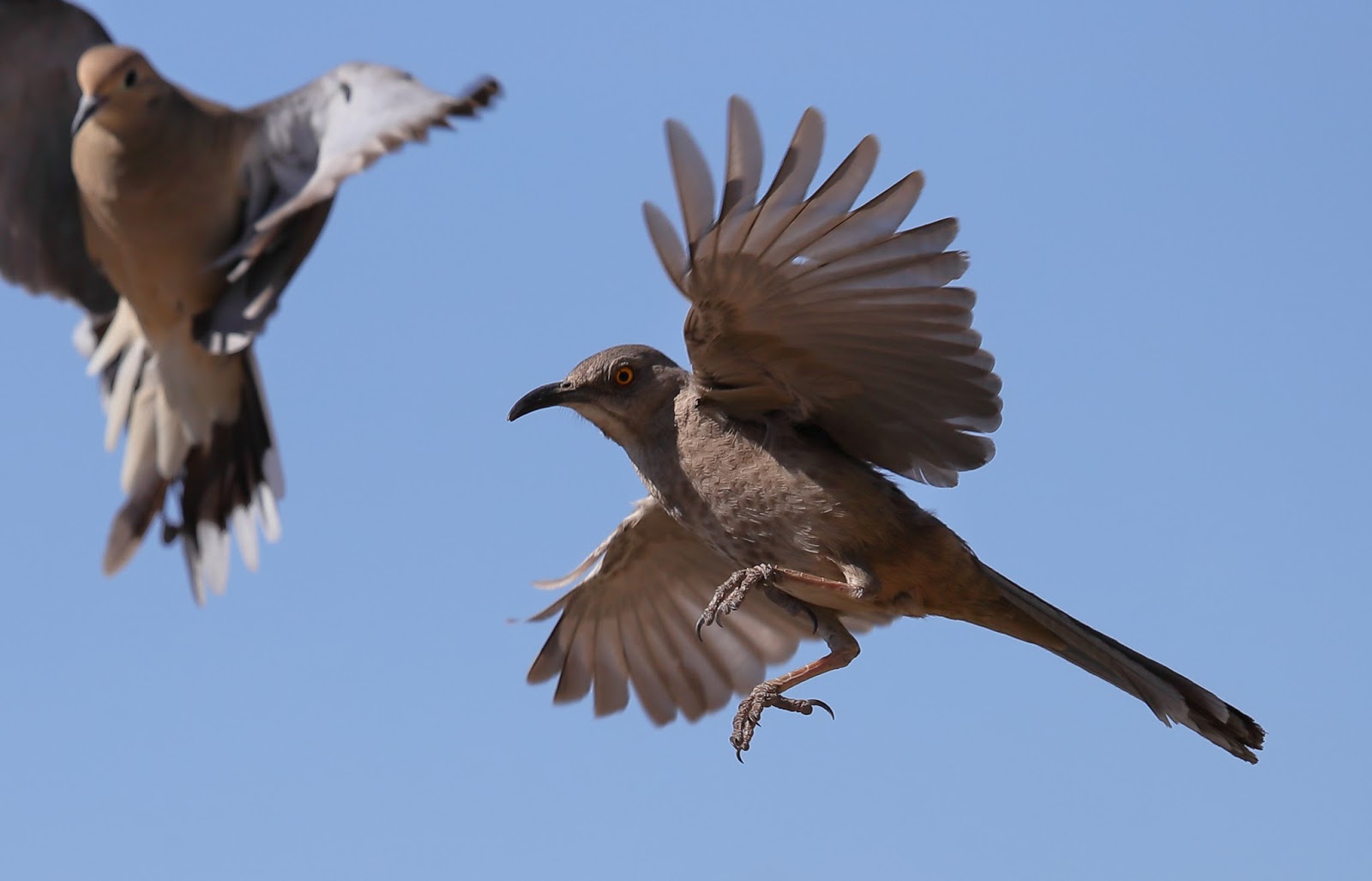 Feather Tailed Stories: Curve-billed Thrasher