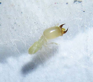 a soldier of Labritermes termite