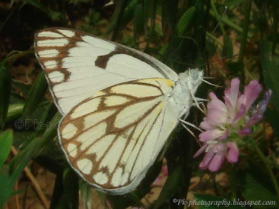 Pioneer White Butterfly