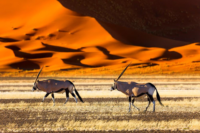 Namib desert.