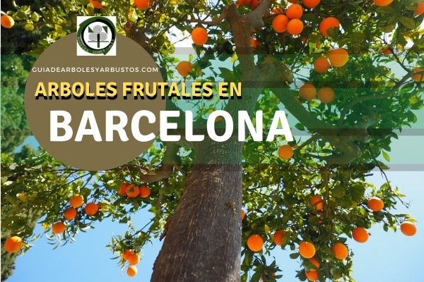 Arboles Frutales en Barcelona, España