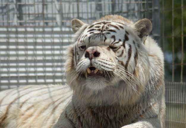 White Tiger  Encyclopedia MDPI