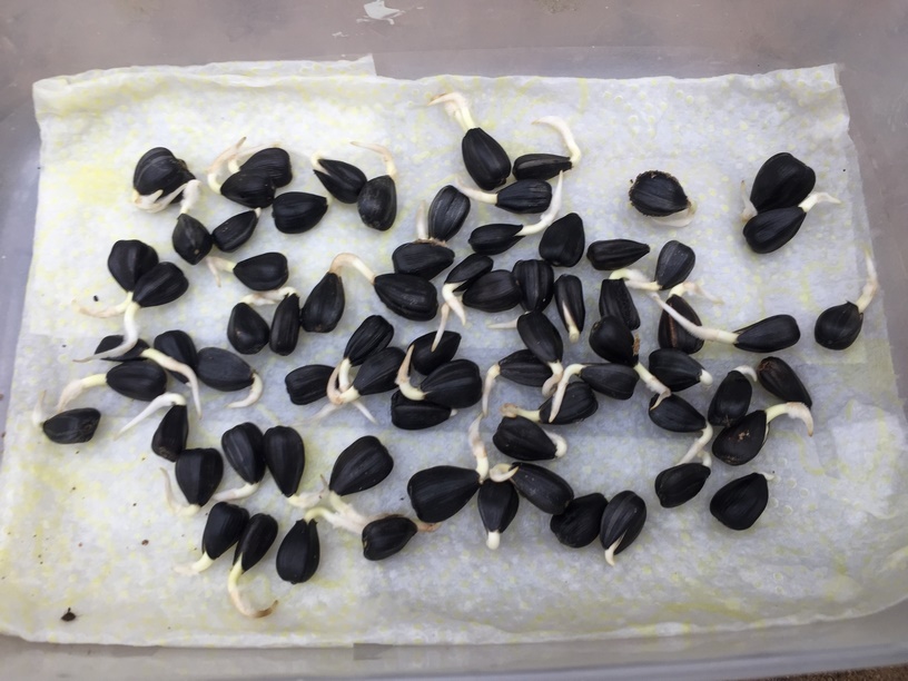 Once you’ve chosen your sunflower seeds for planting, begin by Pre sprouting the seeds. I always use this method, Pre-sprouting seeds for surer germination!