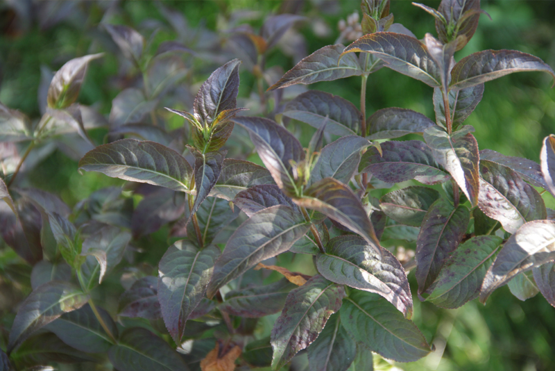 Future Plants By Randy Stewart Bush Honeysuckle