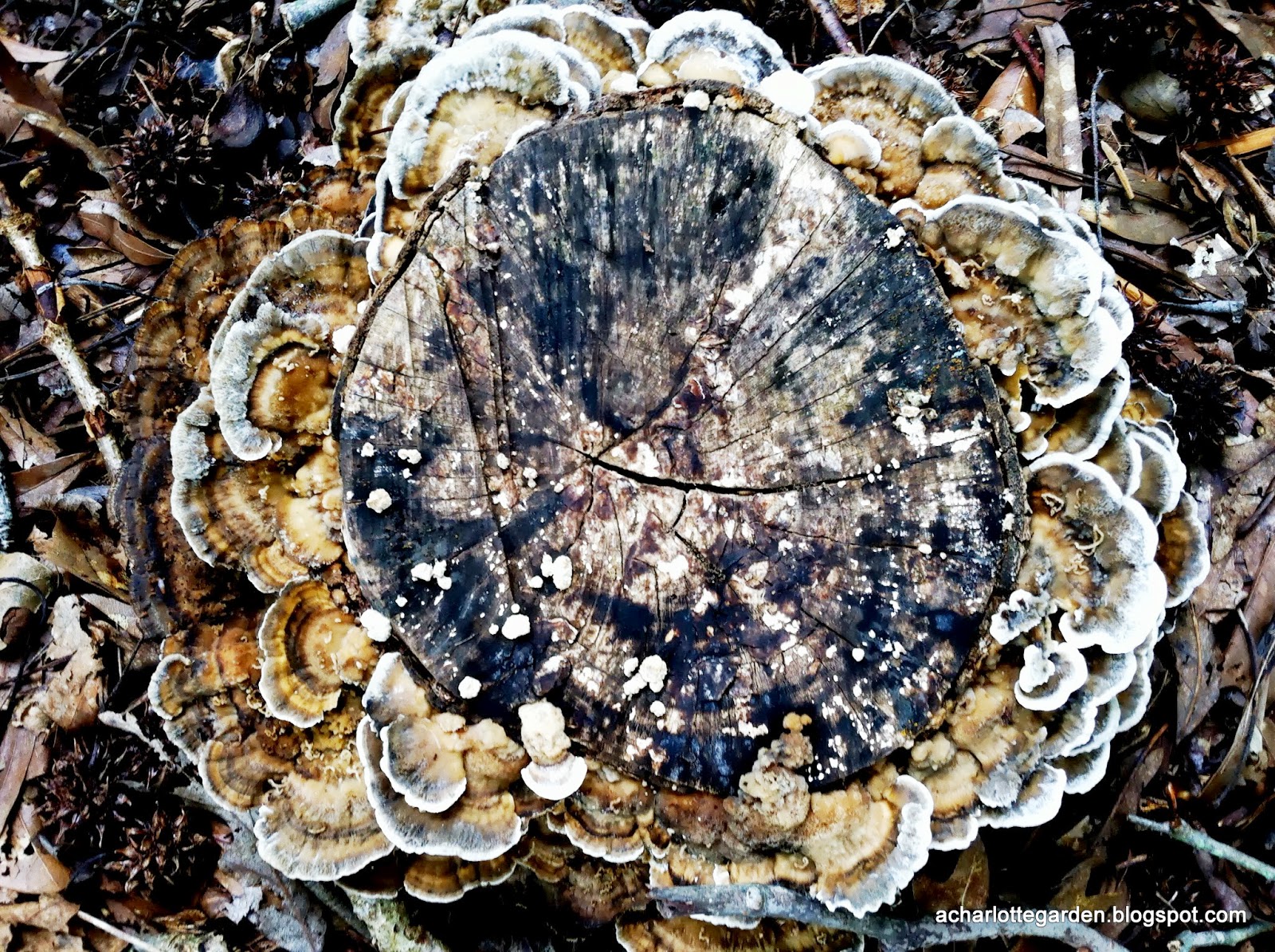 a charlotte garden: Wood Flower