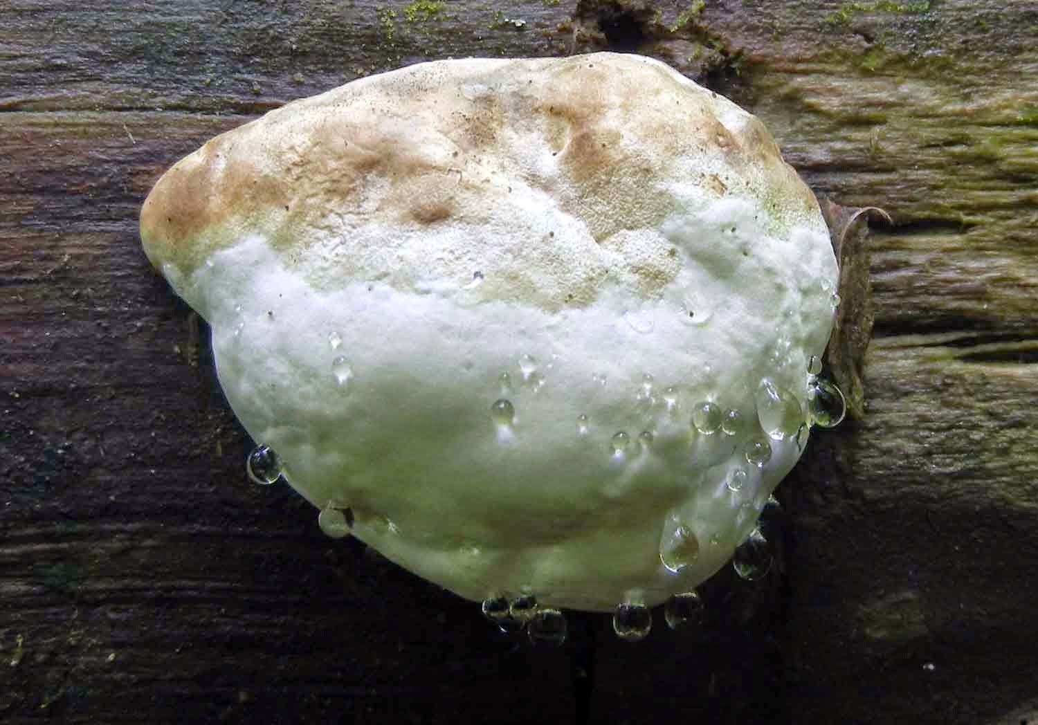 polypore shelf fungus baby weeping guttation droplets