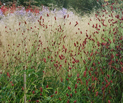 Sanguisorba en el jardín